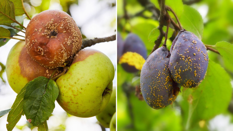 W sierpniu owoce gniją na drzewach? To nie przypadek, ale jest na to sposób – działaj szybko!