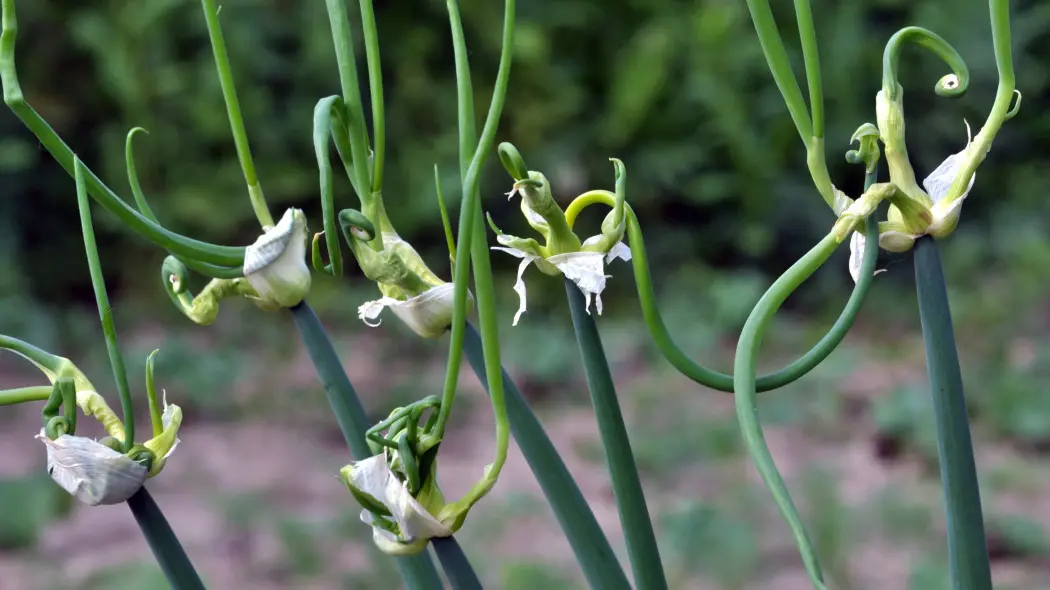 Cebula wielopiętrowa lub piętrowa (Allium proliferum)