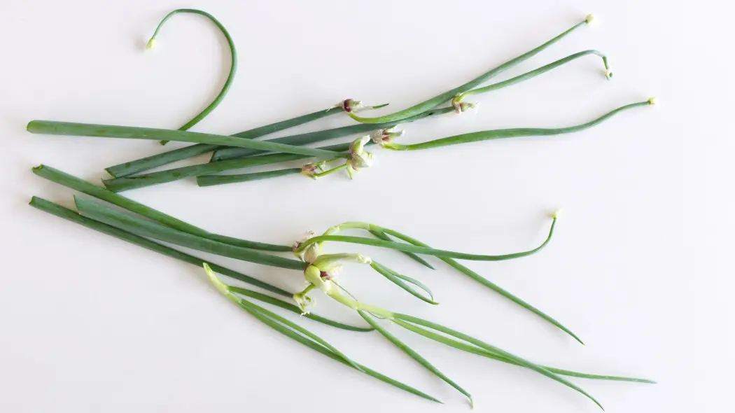 Cebula wielopiętrowa lub piętrowa (Allium proliferum)