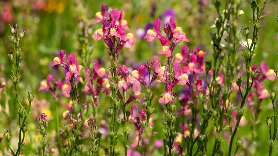 Lnica marokańska (Linaria marocca Toadflax)