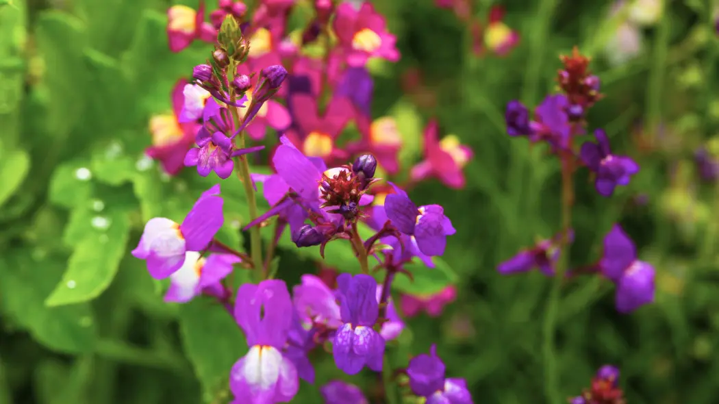 Lnica marokańska (Linaria marocca Toadflax)