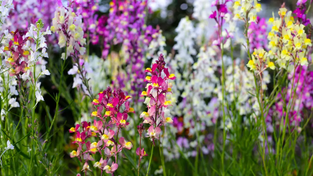 Lnica marokańska (Linaria marocca Toadflax)