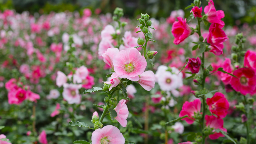 Malwa różowa (Alcea rosea)