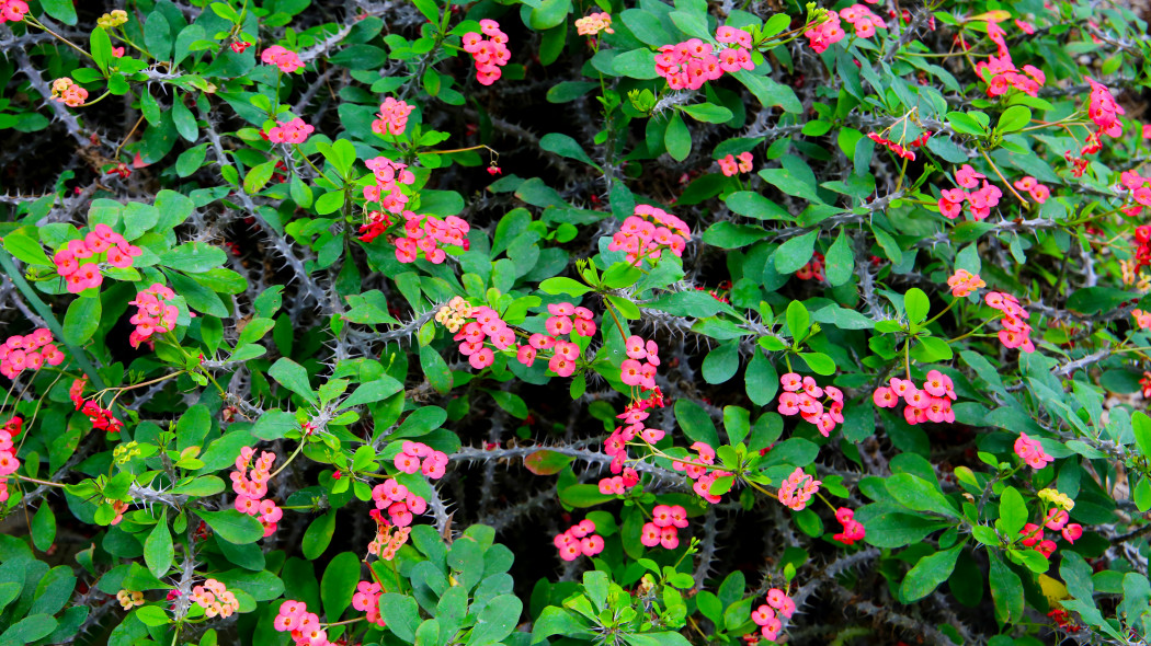 Wilczomlecz okazały (Euphorbia milii)