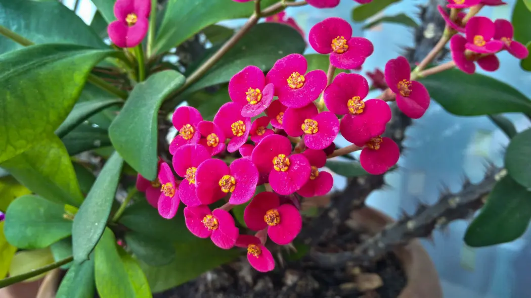 Wilczomlecz okazały (Euphorbia milii)