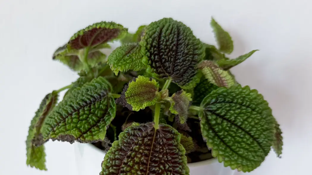 Pilea błyszcząca (Pilea mollis, syn. Pilea involucrata)