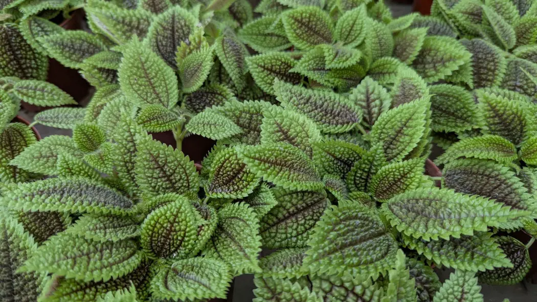 Pilea błyszcząca (Pilea mollis, syn. Pilea involucrata)