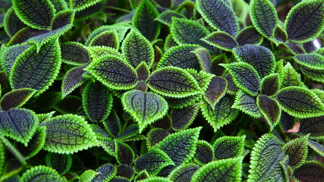 Pilea błyszcząca (Pilea mollis, syn. Pilea involucrata)