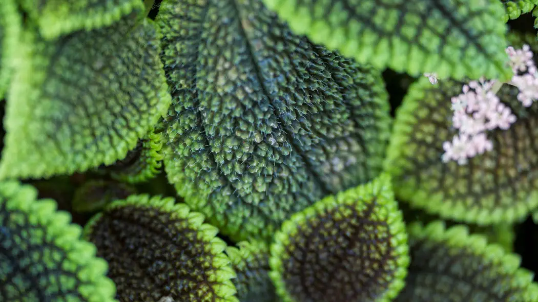 Pilea błyszcząca (Pilea mollis, syn. Pilea involucrata)