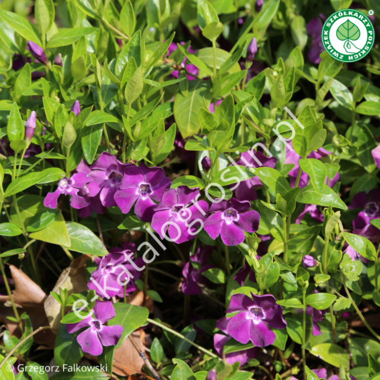 Barwinek pospolity 'Atropurpurea'