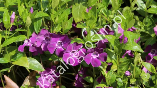 Barwinek pospolity 'Atropurpurea'