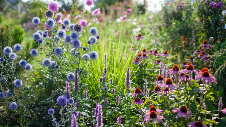 Letnie byliny o małych wymaganiach. Te 3 poradzą sobie na każdej słonecznej rabacie