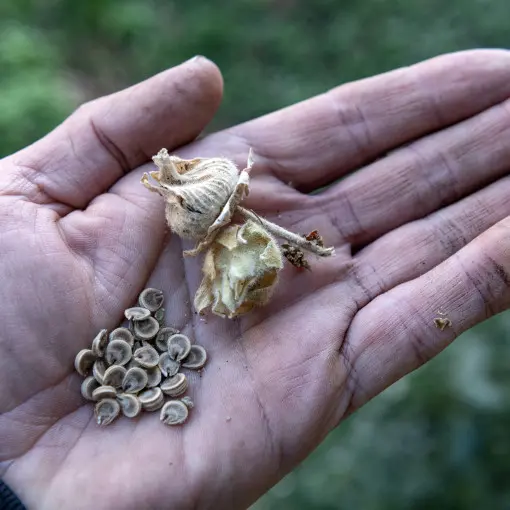 Malwa różowa