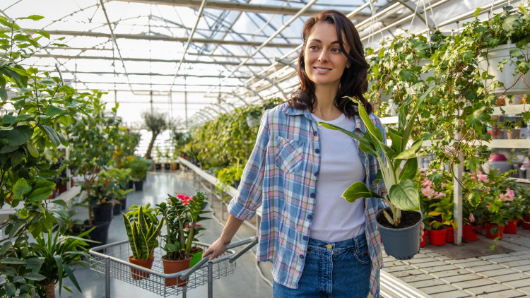 Co to jest aklimatyzacja roślin? Co robić po zakupie, by dobrze rosły w nowym miejscu