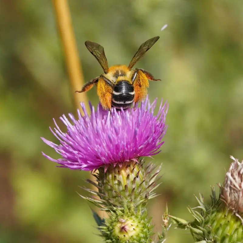 Obrostka letnia