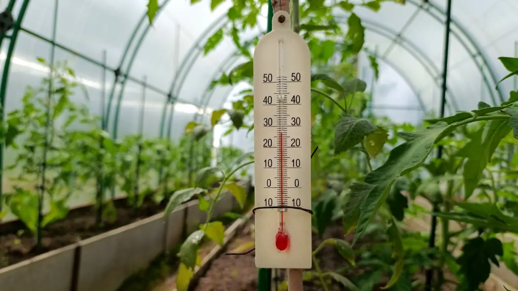 Uprawiasz w tunelu foliowym lub szklarni Dowiedz się, jaka temperatura i wilgotność są najlepsze