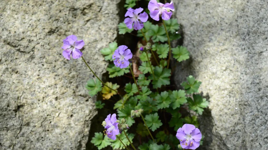 Bodziszek dalmacki (Geranium dalmaticum)