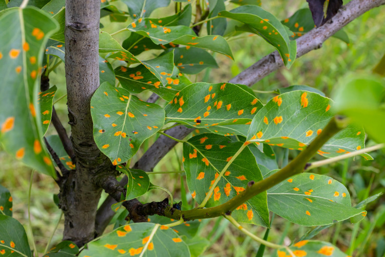 Rdza na liściach. Przyczyny i objawy. Zapobieganie i zwalczanie