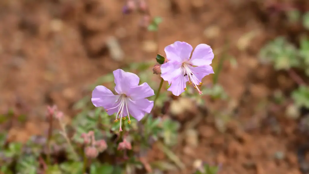 Bodziszek dalmacki (Geranium dalmaticum) - kwiaty