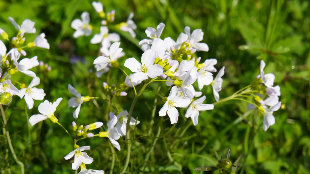 Gęsiówka macedońska, wczesna (Arabis ferdinandi-coburgii, Arabis procurrens)