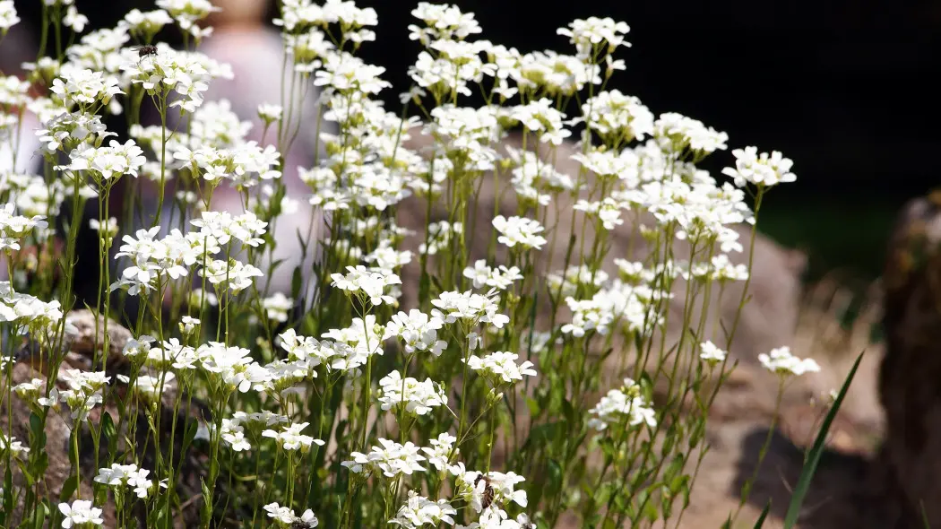 Gęsiówka macedońska, wczesna (Arabis ferdinandi-coburgii, Arabis procurrens)