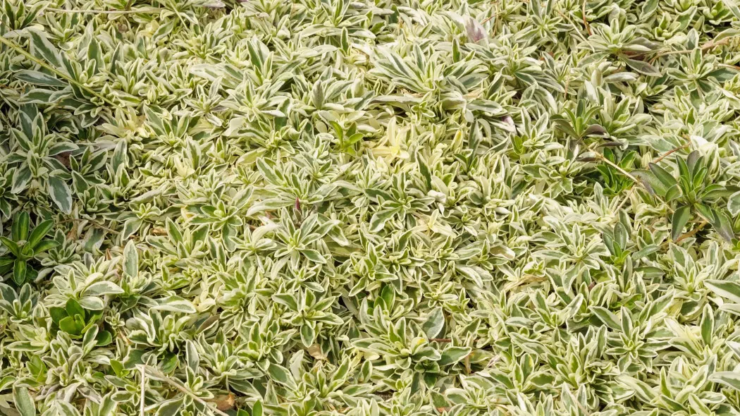Gęsiówka macedońska 'Variegata'