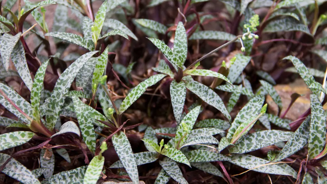 Ledeburia kępiasta (Ledebouria socialis)