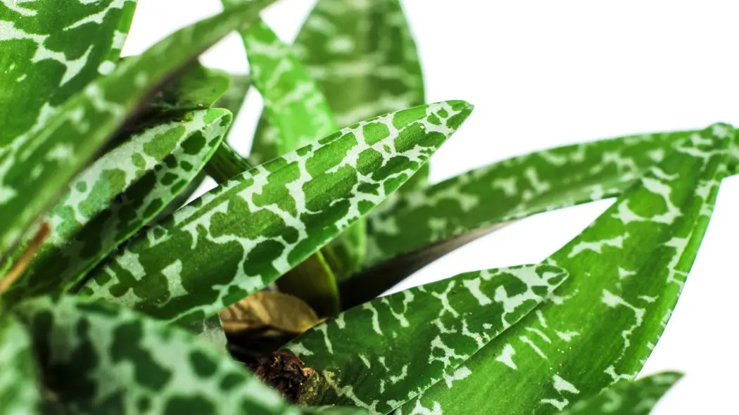 Ledeburia kępiasta (Ledebouria socialis)