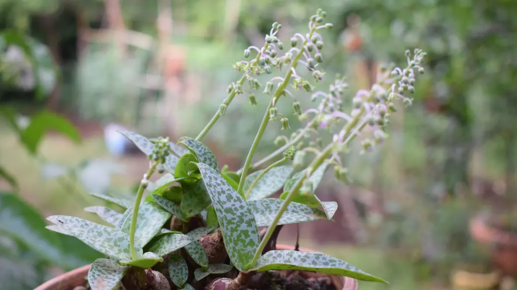 Ledeburia kępiasta (Ledebouria socialis)