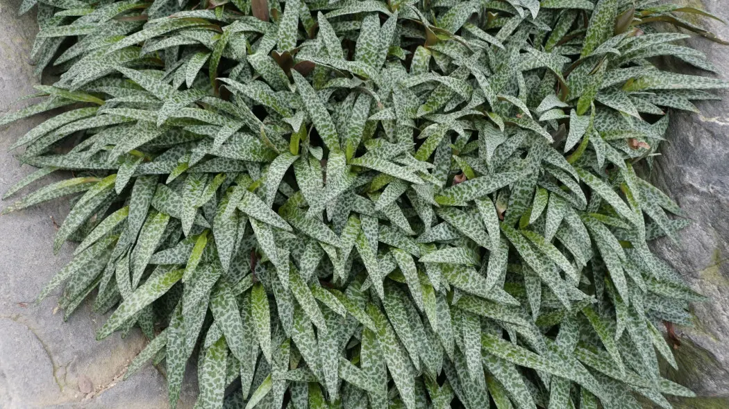 Ledeburia kępiasta (Ledebouria socialis)