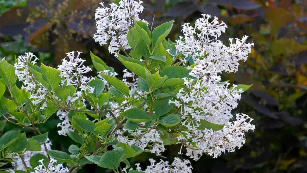 Lilak rozpierzchły (Syringa patula)