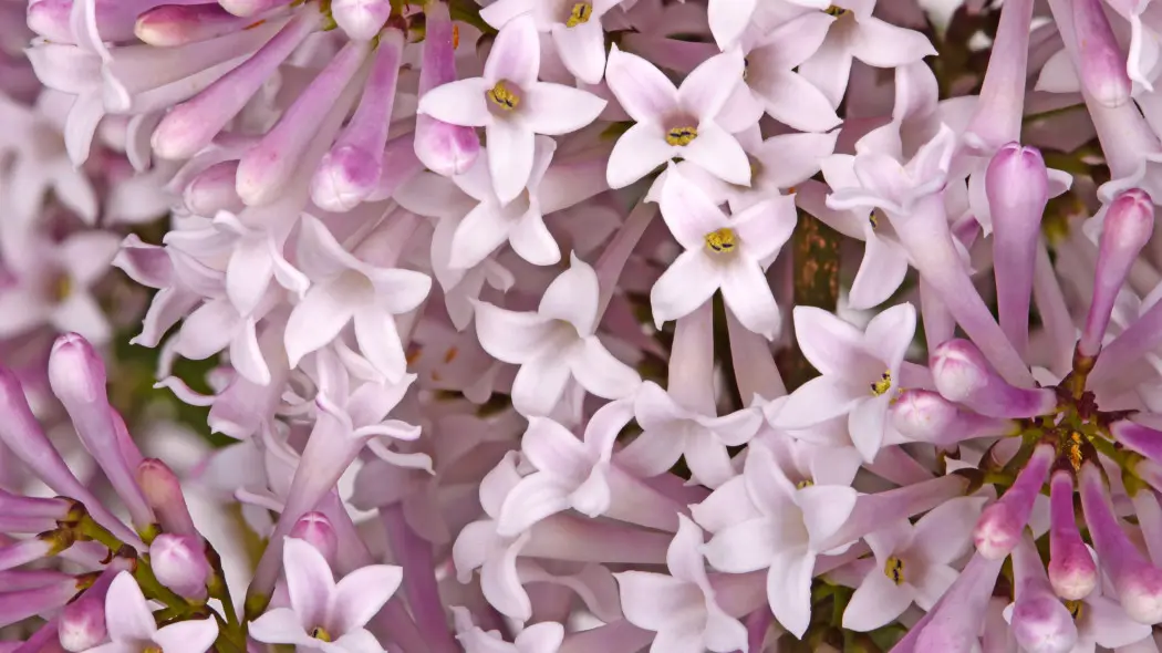 Lilak rozpierzchły (Syringa patula)