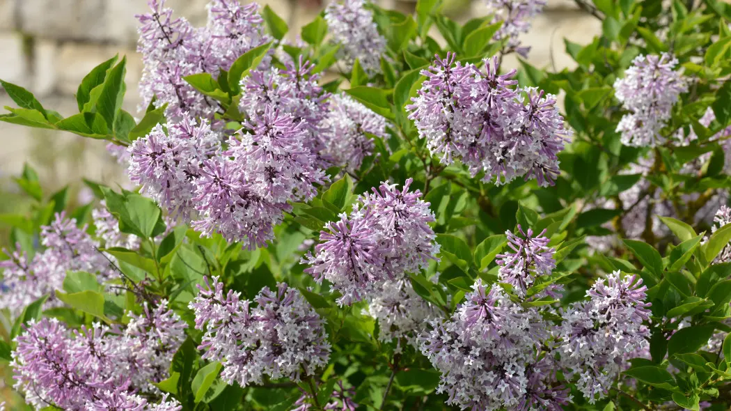 Lilak rozpierzchły (Syringa patula)