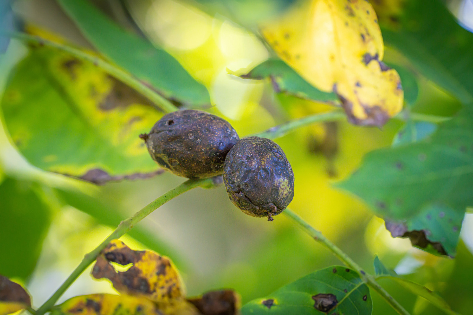 Orzechy włoskie czernieją na drzewie. Czy to choroba czy szkodnik? Jak rozpoznać i co robić?