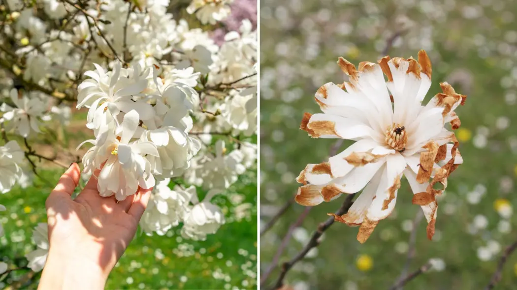 Ta magnolia kwitnie najwcześniej, ale może przemarzać. Tak ją uratujesz