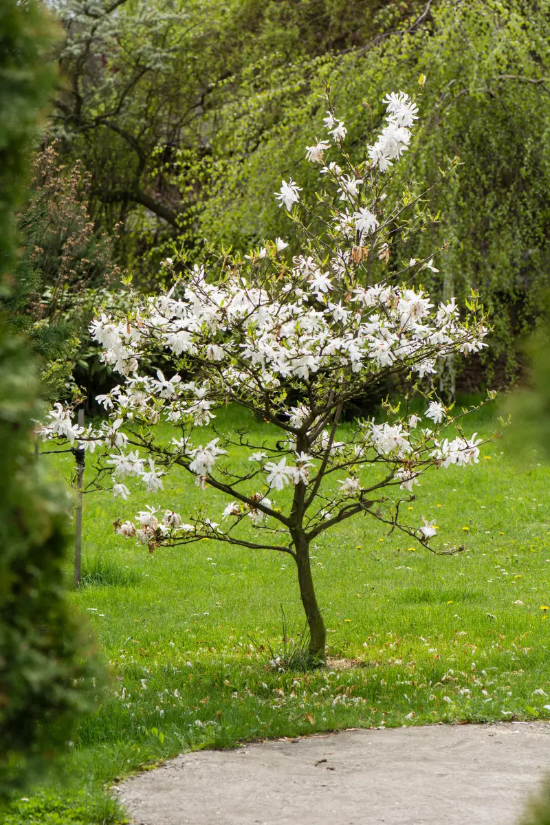 Magnolia gwiaździsta to najwcześniej kwitnąca magnolia w polskich ogrodach