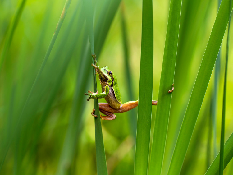 Poznaj polskie płazy: żaby, ropuchy, kumaki, rzekotki, traszki, grzebuszkę i salamandrę
