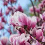 Magnolie