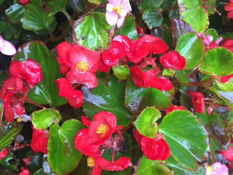 Begonia stale kwitnąca na rabacie po podlaniu