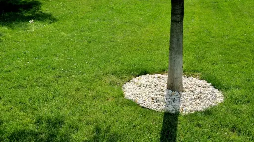 Zalety i wady ściółkowania kamieniami wokół drzew. Co zamiast?