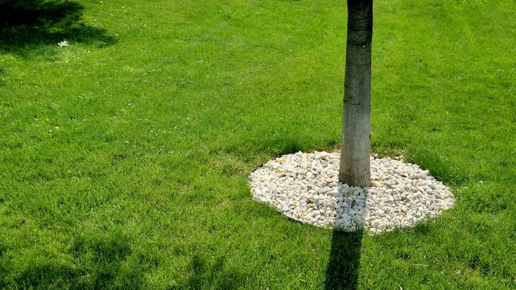 Zalety i wady ściółkowania kamieniami wokół drzew