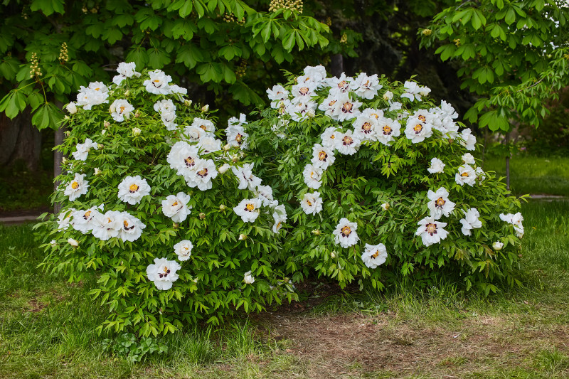 Piwonia drzewiasta, krzewiasta (Paeonia suffruticosa)