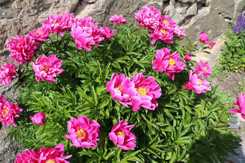 Piwonia chińska (Paeonia lactiflora)