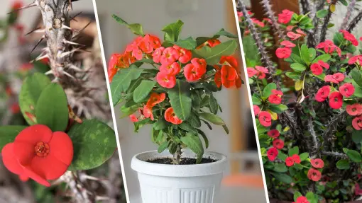 Wilczomlecz lśniący, czyli korona cierniowa w doniczce. Zobacz, czy ten "smok" z Madagaskaru jest dla Ciebie?