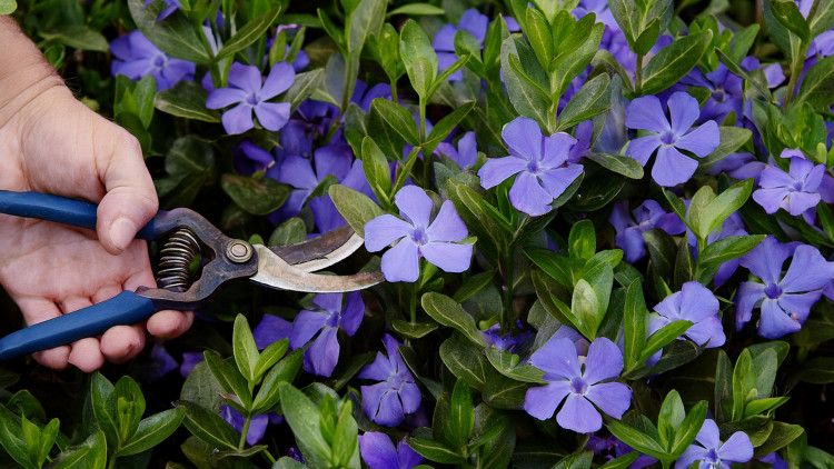 Przycinanie barwinka – kiedy i jak to robić, by ładnie się zagęścił?