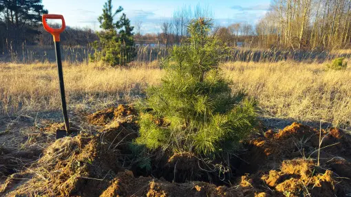 Przesadzanie iglaków – kiedy i jak to zrobić, by na pewno się przyjęły?