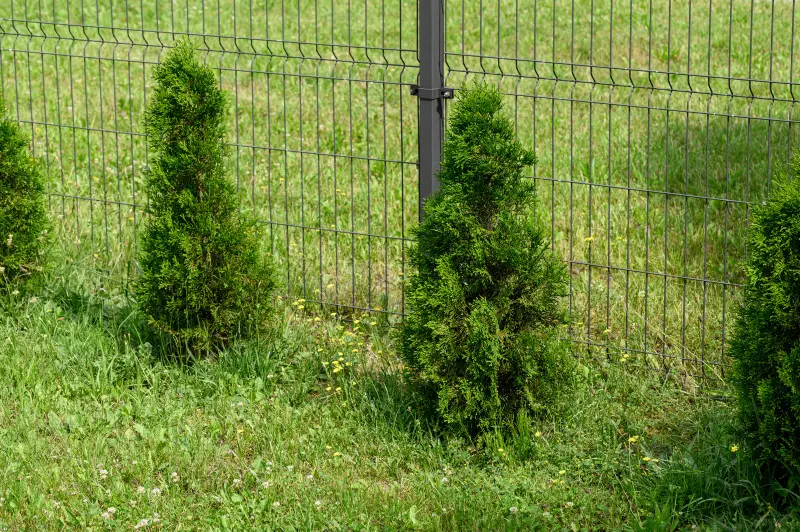 Tuje posadzone zbyt blisko ogrodzenia