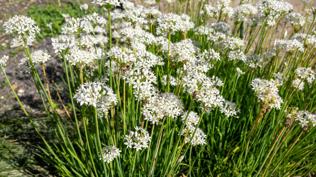 Szczypiorek czosnkowy, czosnnek bulwiasty (Allium tuberosum)