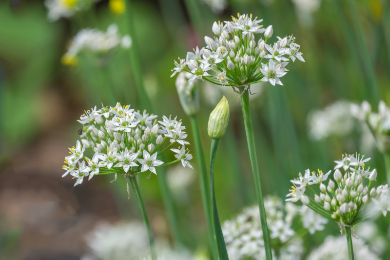 Szczypiorek czosnkowy, czosnnek bulwiasty (Allium tuberosum) - kwiatostany i pąki