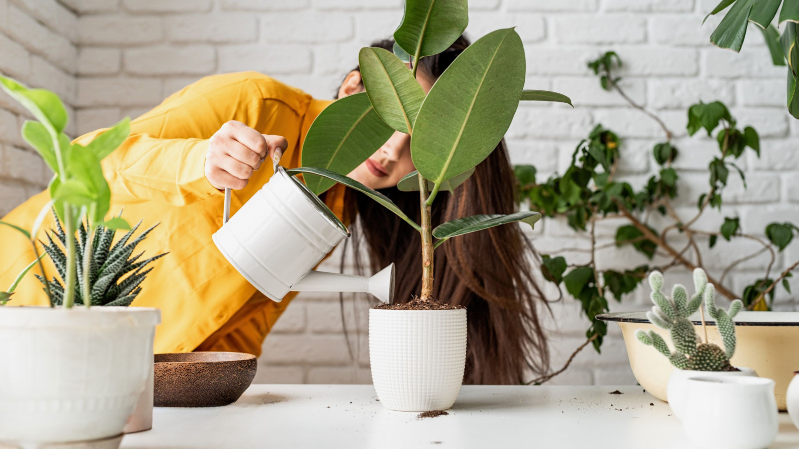 Podlewanie fikusów – jak robić to dobrze, by rośliny były zdrowe i bujne?